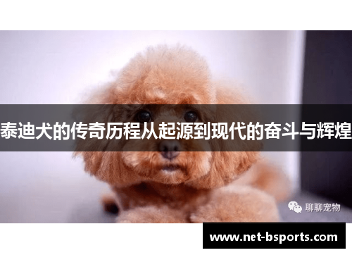 泰迪犬的传奇历程从起源到现代的奋斗与辉煌